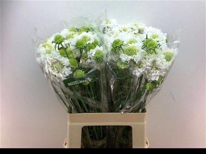 <h4>Scabiosa Scoob White Rozelman</h4>