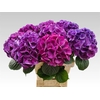Hydrangea saint tropez