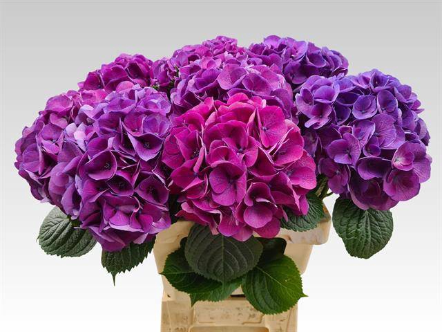 Hydrangea saint tropez