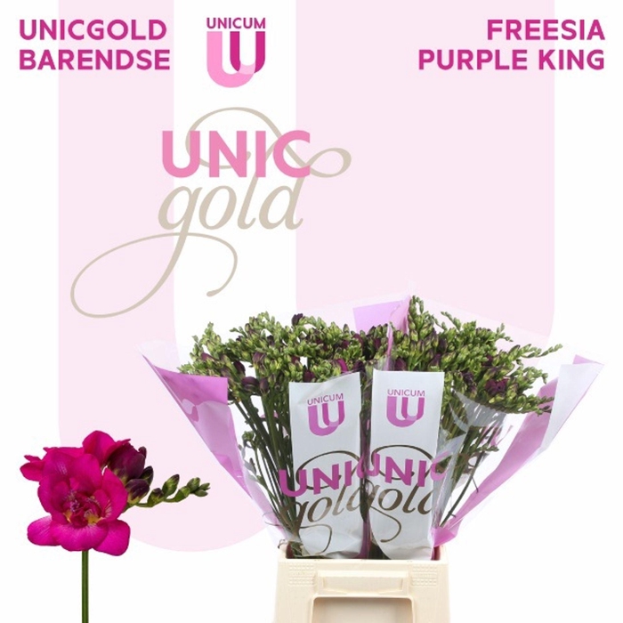 <h4>Freesia du Purple King</h4>