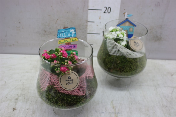 <h4>Arr 1819 Coupe Op Voet Summer</h4>