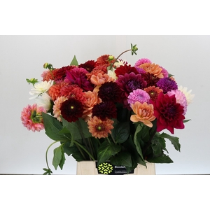 Dahlia Gemengd in bos