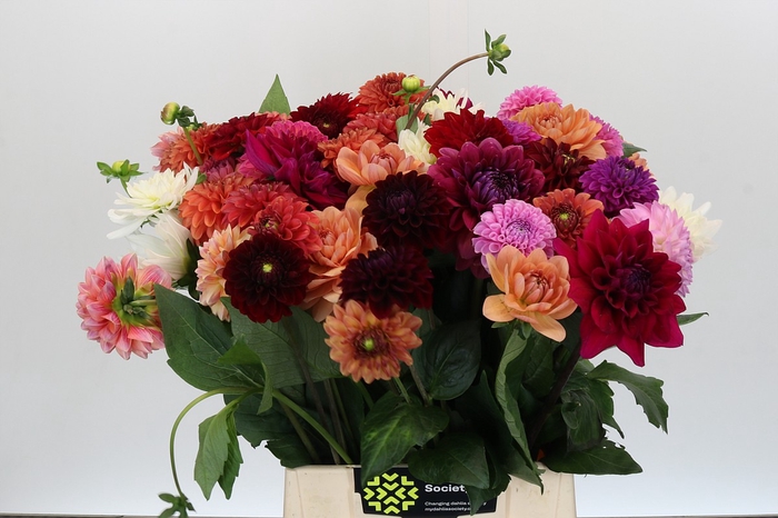 <h4>Dahlia Gemengd in bos</h4>