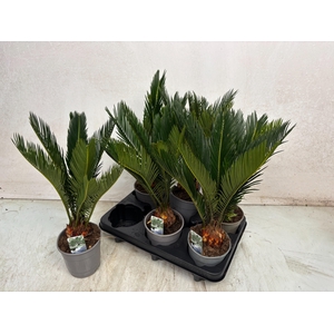 CYCAS REVOLUTA