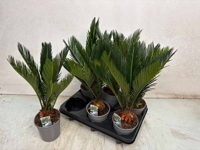 <h4>CYCAS REVOLUTA</h4>