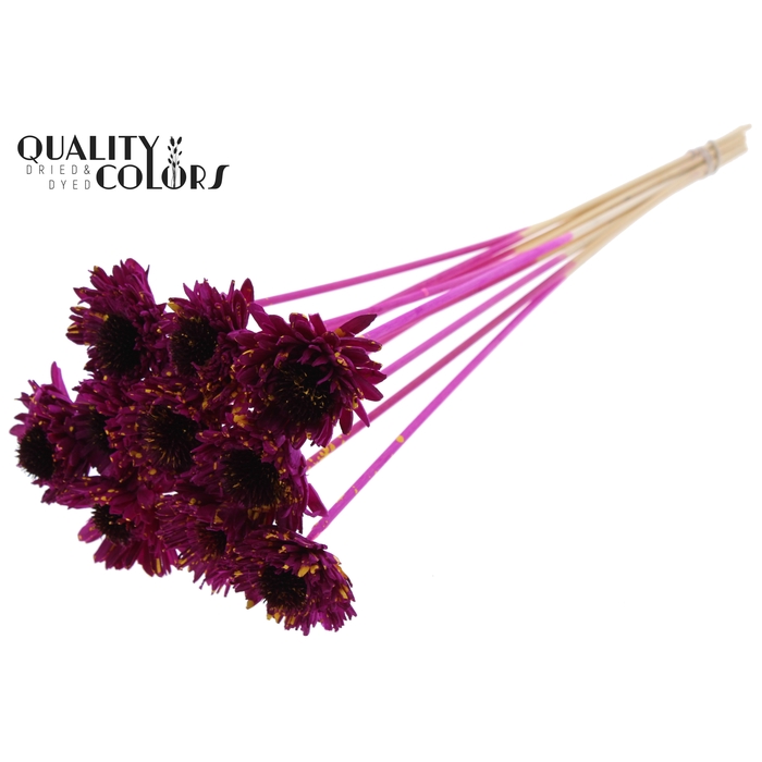 <h4>Shola Daisy Sunflower 6cm on stem Splashed Lilac/Yellow</h4>