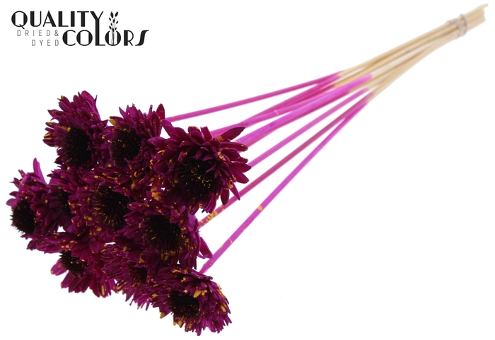 Shola Daisy Sunflower 6cm on stem Splashed Lilac/Yellow