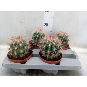 Ferocactus pilosus