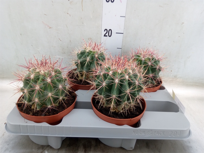 <h4>Ferocactus pilosus</h4>