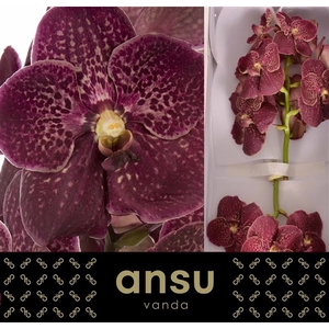 Vanda Chocolate Red X16