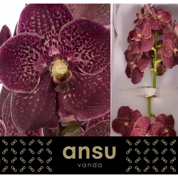 <h4>Vanda Chocolate Red X16</h4>