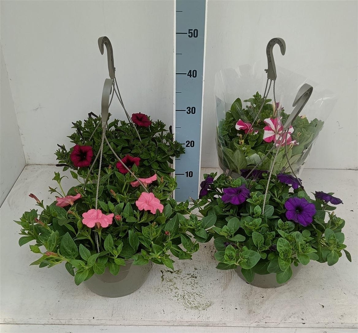 Pet Ov 4kl Mixkar In Hangpot
