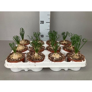 Albuca Spiralis