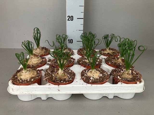 <h4>Albuca Spiralis</h4>