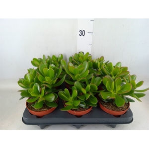 Crassula  'Magical Tree'