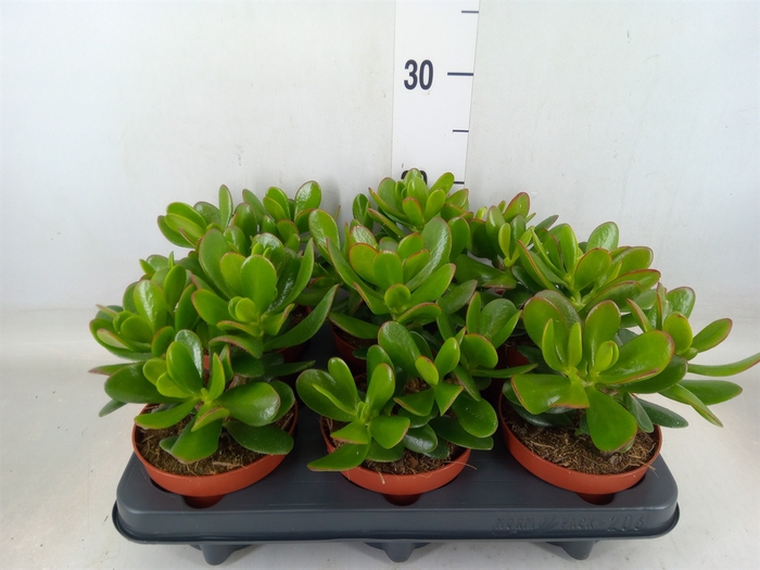 <h4>Crassula  'Magical Tree'</h4>