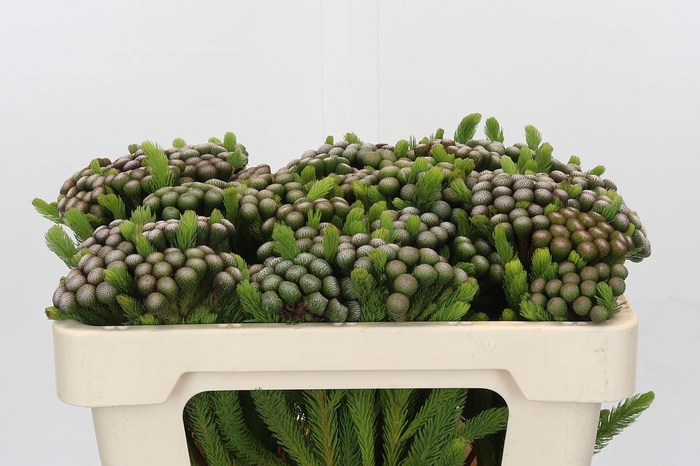 <h4>Kaaps Groen Albiflora</h4>