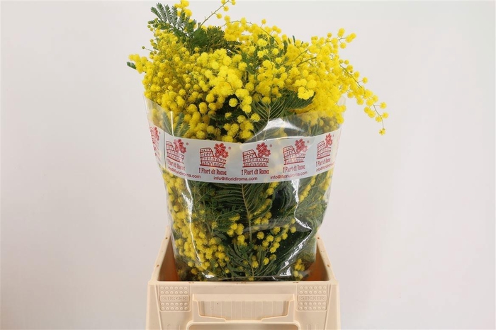 <h4>ACACIA BL RETINO BS</h4>