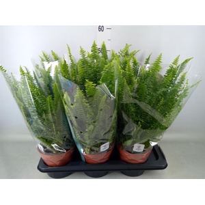 Nephrolepis exal. 'Green Lady'