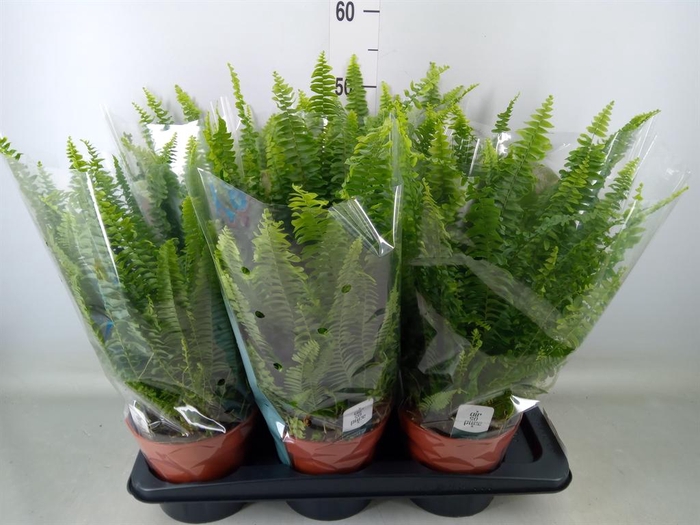 <h4>Nephrolepis exal. 'Green Lady'</h4>