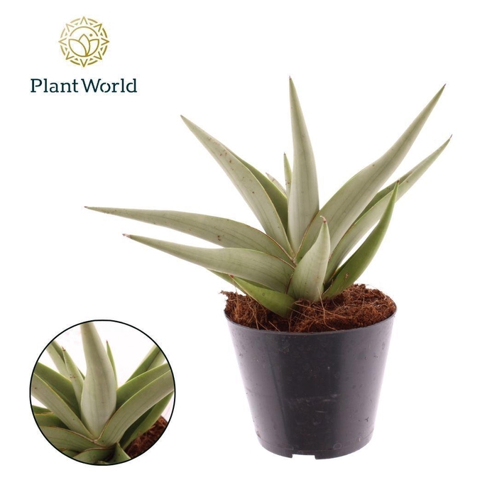 <h4>Sansevieria Silver Syreni</h4>