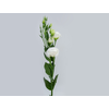 LISIANTHUS CROMA III SILKY WHITE 070 CM MIN 500 GRAMAS BRANCO