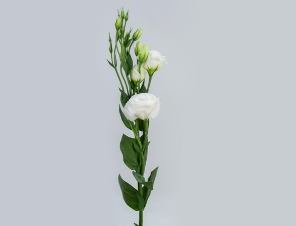 LISIANTHUS CROMA III SILKY WHITE 070 CM MIN 500 GRAMAS BRANCO