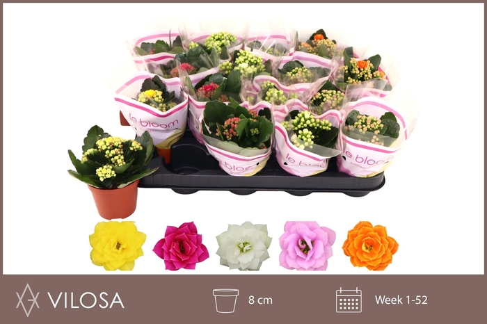 <h4>KAL GE GEM 5 KL</h4>