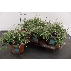 R Rhipsalis 12 Cm. P. Pilocarpa