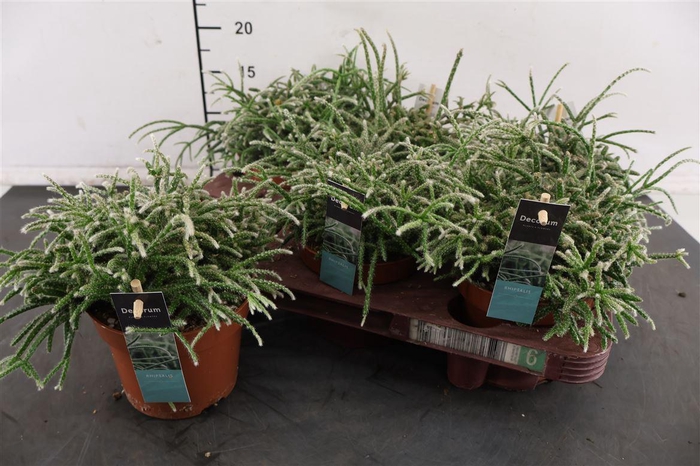 <h4>R Rhipsalis 12 Cm. P. Pilocarpa</h4>