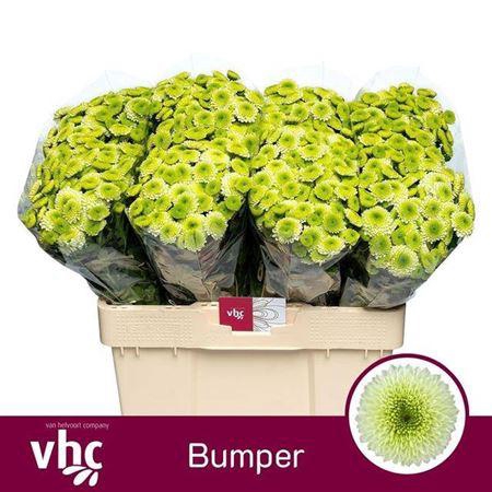 <h4>Chr San Bumper</h4>