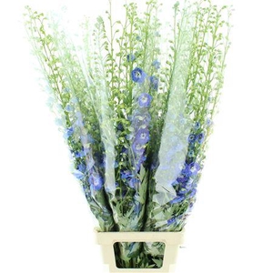 Delphinium Aurora Blue Super