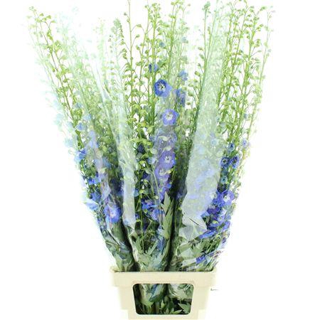 <h4>Delphinium Aurora Blue Super</h4>