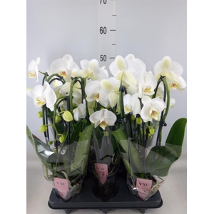 Phalaenopsis  'Elegant Cascade'