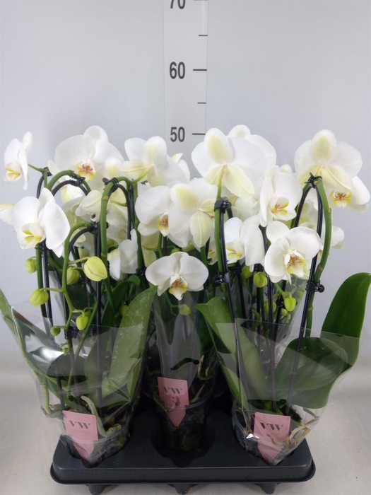 <h4>Phalaenopsis 'Elegant Cascade'</h4>