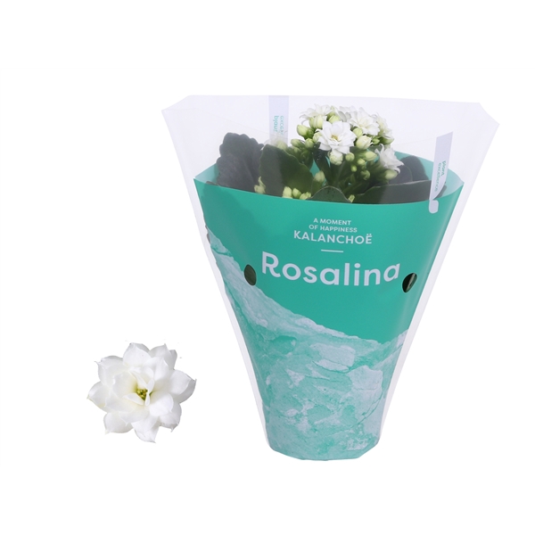 <h4>Kalanchoe Rosalina 07cm TST Don Dione, Groene hoes</h4>