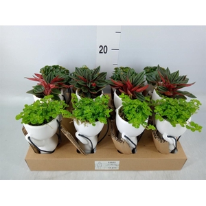 Arr.   Kamerplant Groen L%