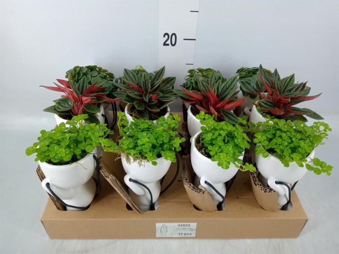 <h4>Arr.   Kamerplant Groen L%</h4>