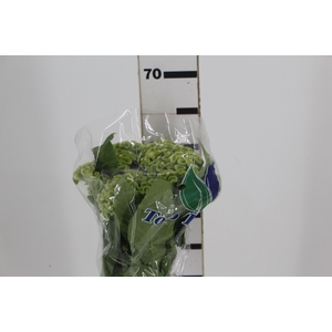 CEL. BOMBAY GREEN 060 CM VERDE