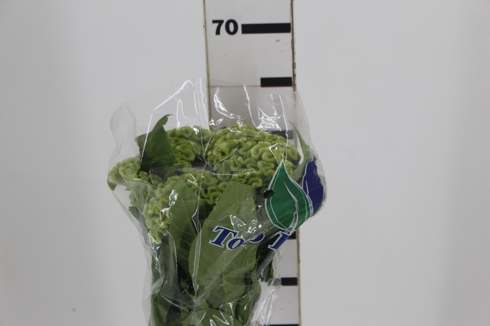 <h4>CEL. BOMBAY GREEN 060 CM VERDE</h4>