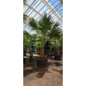Livistona chinensis