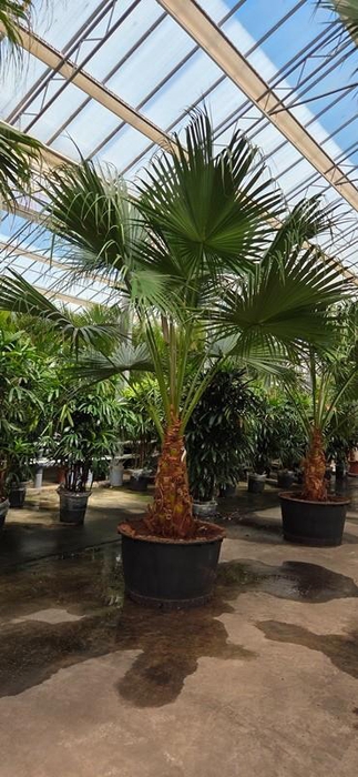 <h4>Livistona chinensis</h4>