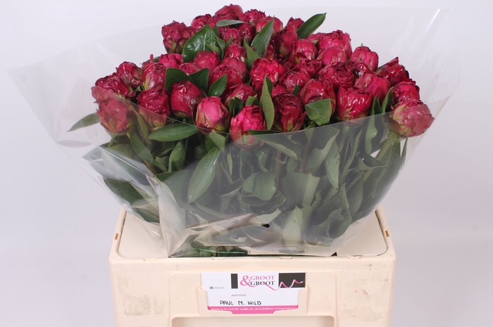 <h4>Peonia Paul M Wild | Heavy Quality</h4>