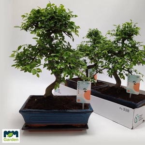 BONSAI OV