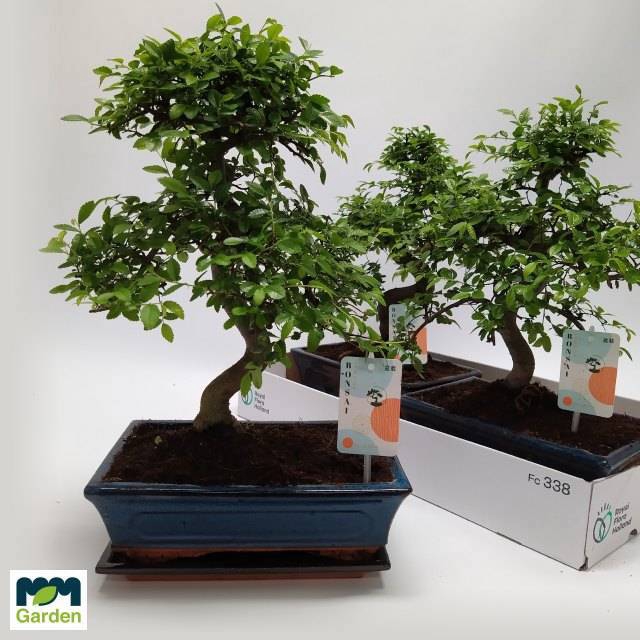 <h4>BONSAI OV</h4>