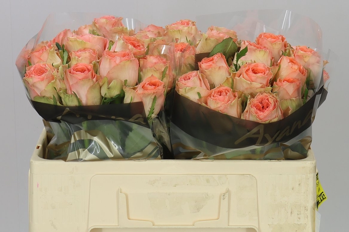 <h4>Rosa Gr Barbarella</h4>