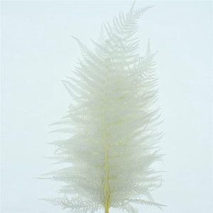 Pres Bleached Sword Fern White P Bunch