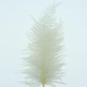 Pres Bleached Sword Fern White P Bunch