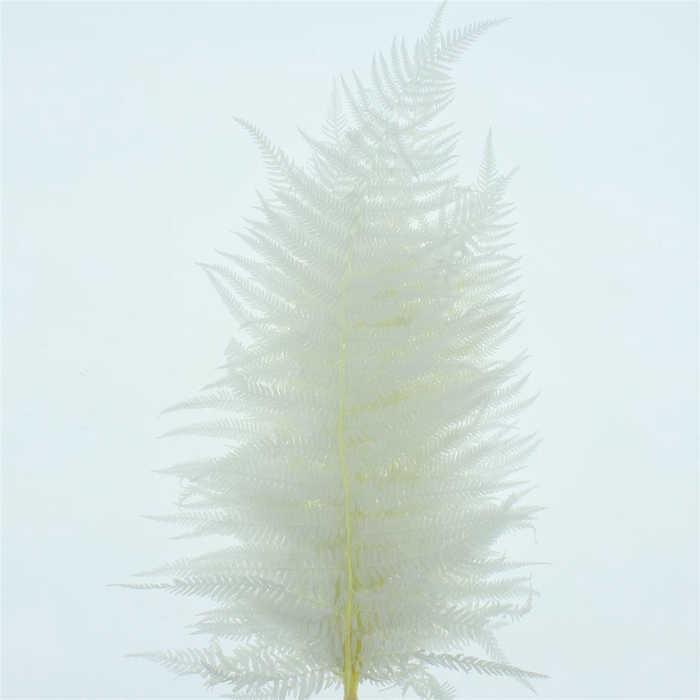 <h4>Pres Bleached Sword Fern White P Bunch</h4>