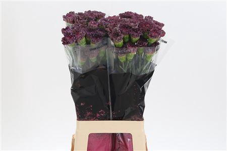 <h4>Di St Copper Extasis</h4>